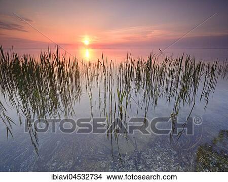 Sunrise at the Müritz, reed, near Röbel, Mecklenburg-Western Pomerania, Germany, Europe View Large Photo Image Picture - Sunrise at the Müritz, reed, near Röbel, Mecklenburg-Western Pomerania, Germany, Europe. Fotosearch