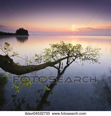 Stock Image - Sunrise at the Müritz, tree trunk lying in the water, near Röbel, Mecklenburg-Western Pomerania, Germany, Europe. Fotosearch