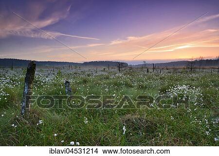 Picture - Sunrise in the moor, Cottongrass (Eriophorum) flowering, Müritz National Park, subterritory of Serrahn, Mecklenburg-Western Pomerania, Germany, Europe. Fotosearch