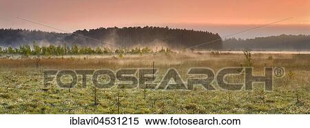 Stock Photography - Sunrise in the moor, Cottongrass (Eriophorum) flowering, Müritz National Park, subterritory of Serrahn, Mecklenburg-Western Pomerania, Germany, Europe. Fotosearch