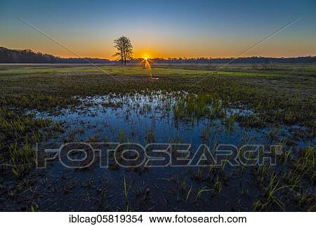 Picture - Sunrise in the Mönchbruch Nature Reserve, Rüsselsheim am Main, Hesse, Germany, Europe. Fotosearch