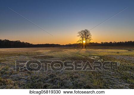 Stock Image - Sunrise in the Mönchbruch Nature Reserve, Rüsselsheim am Main, Hesse, Germany, Europe. Fotosearch