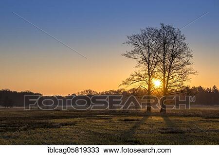 Stock Image - Sunrise in the Mönchbruch Nature Reserve, Rüsselsheim am Main, Hesse, Germany, Europe. Fotosearch