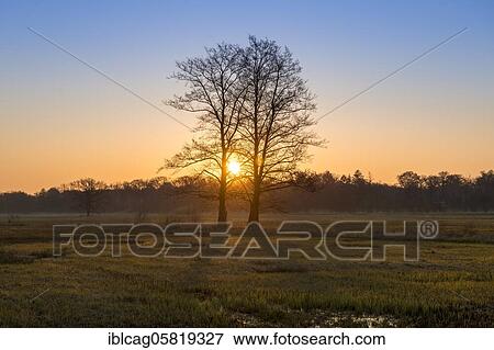 Sunrise in the Mönchbruch Nature Reserve, Rüsselsheim am Main, Hesse, Germany, Europe View Large Photo Image Stock Photo - Sunrise in the Mönchbruch Nature Reserve, Rüsselsheim am Main, Hesse, Germany, Europe. Fotosearch