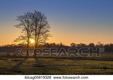 Stock Photo - Sunrise in the Mönchbruch Nature Reserve, Rüsselsheim am Main, Hesse, Germany, Europe. Fotosearch