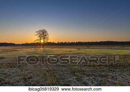 Sunrise in the Mönchbruch Nature Reserve, Rüsselsheim am Main, Hesse, Germany, Europe View Large Photo Image Stock Photo - Sunrise in the Mönchbruch Nature Reserve, Rüsselsheim am Main, Hesse, Germany, Europe. Fotosearch