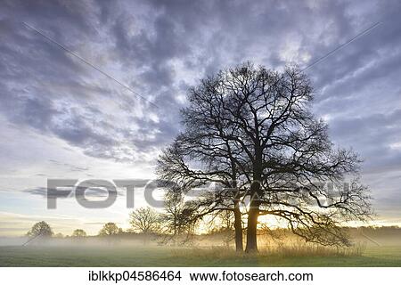 Picture - Sunrise trees, morning mist in the Middle Elbe Biosphere Reserve, Saxony-Anhalt, Germany, Europe. Fotosearch