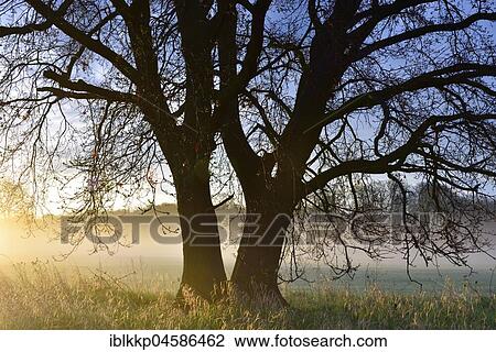 Sunrise trees, morning mist in the Middle Elbe Biosphere Reserve, Saxony-Anhalt, Germany, Europe View Large Photo Image Stock Image - Sunrise trees, morning mist in the Middle Elbe Biosphere Reserve, Saxony-Anhalt, Germany, Europe. Fotosearch