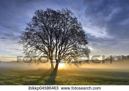 Sunrise trees, morning mist in the Middle Elbe Biosphere Reserve, Saxony-Anhalt, Germany, Europe View Large Photo Image Stock Image - Sunrise trees, morning mist in the Middle Elbe Biosphere Reserve, Saxony-Anhalt, Germany, Europe. Fotosearch