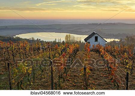 Stock Photograph - Sunset in the wine growing region of Höhnstedt, Bindersee, Höhnstedt, Saxony-Anhalt, Germany, Europe. Fotosearch