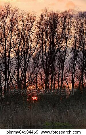 Stock Photo - Sunset over the Peene, natural park river Flußlandschaft Peenetal, Mecklenburg-Western Pomerania, Germany, Europe. Fotosearch