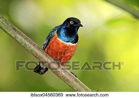 Superb starling (Lamprotornis superbus), adult on hold, captive,, Occurrence Africa View Large Photo Image Stock Photo - Superb starling (Lamprotornis superbus), adult on hold, captive,, Occurrence Africa. Fotosearch