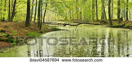 Picture - Swamp in semi-natural beech forest, Müritz National Park, Serrahn Subdivision, Mecklenburg-Western Pomerania, Germany, Europe. Fotosearch