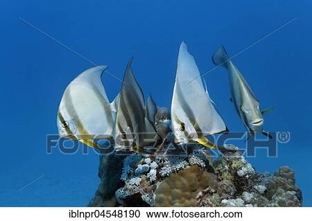 Stock Image - Swarm Longfin Batfishes (Platax teira), four, Great Barrier Reef, UNESCO World Natural Heritage, Australia Pacific Ocean. Fotosearch