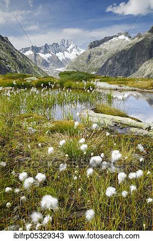 Swiss Alps, Grimselsee, Bern, Switzerland, Europe View Large Photo Image Stock Image - Swiss Alps, Grimselsee, Bern, Switzerland, Europe. Fotosearch