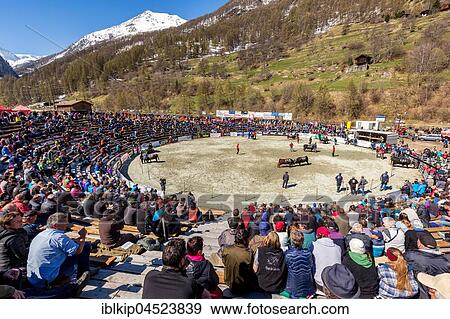 Stock Photo - Swiss cow fighting, cow fighting arena, Les Haudères, Valais, Switzerland, Europe. Fotosearch