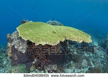 Stock Photography - Table coral (Acropora cytherea), Nusa Penida, Nusa Lembongan, Bali, Indonesia, Asia. Fotosearch