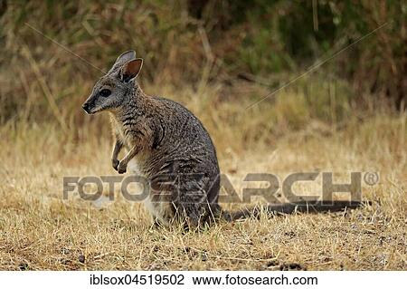 Stock Image - Tammar wallaby (Macropus eugenii), adult, sitting in meadow, Kangaroo Island, South Australia, Australia, Oceania. Fotosearch