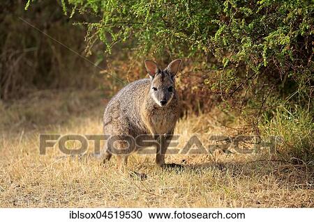 Stock Image - Tammar wallaby (Macropus eugenii), adult, sitting in meadow, Kangaroo Island, South Australia, Australia, Oceania. Fotosearch