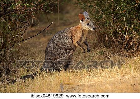 Stock Photo - Tammar wallaby (Macropus eugenii), adult, sitting in meadow, Kangaroo Island, South Australia, Australia, Oceania. Fotosearch