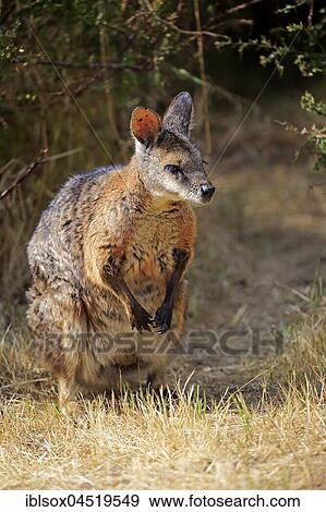 Stock Photo - Tammar wallaby (Macropus eugenii), adult, sitting in meadow, Kangaroo Island, South Australia, Australia, Oceania. Fotosearch