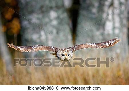 Stock Image - Tawny owl (Strix aluco) in flight, aerial photograph, Hesse, Germany, Europe. Fotosearch