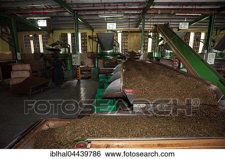 Tea processing, dried tea on conveyor belts, Glenloch Tea Factory, Thawalanthenna, Central Province, Sri Lanka, Asia View Large Photo Image Stock Photograph - Tea processing, dried tea on conveyor belts, Glenloch Tea Factory, Thawalanthenna, Central Province, Sri Lanka, Asia. Fotosearch