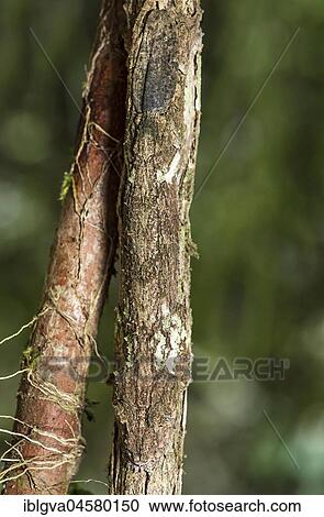 Thanks to coloration and skin fringes along of pine and body perfectly camouflaged leaftail gecko (Uroplatus sikorae) sits head down on a tree trunk, eyes in the lower third of the picture, plan view, Andasibe National Park, Madagascar, Africa View Large Photo Image Stock Image - Thanks to coloration and skin fringes along of pine and body perfectly camouflaged leaftail gecko (Uroplatus sikorae) sits head down on a tree trunk, eyes in the lower third of the picture, plan view, Andasibe National Park, Madagascar, Africa. Fotosearch