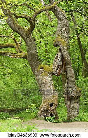 The Betteleiche, oak tree, landmark of the national park Hainich, Thuringia, Germany, Europe View Large Photo Image Stock Photo - The Betteleiche, oak tree, landmark of the national park Hainich, Thuringia, Germany, Europe. Fotosearch