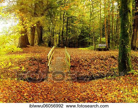 Stock Image - The Stikelkamp Forest Ecosystem at Gut Stikelkamp, Leer County, East Frisia, Germany, Europe. Fotosearch