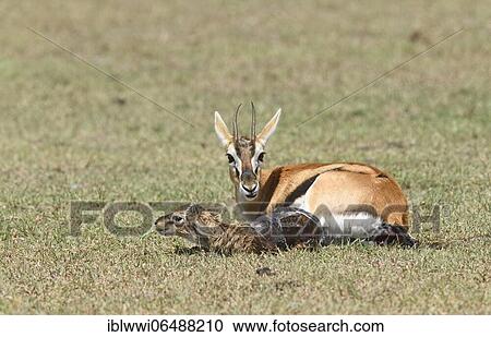 Thomson's gazelle (Eudorcas thomsonii) with newborn fawn, Masai Mara Sanctuary, Kenya, Africa View Large Photo Image Stock Image - Thomson's gazelle (Eudorcas thomsonii) with newborn fawn, Masai Mara Sanctuary, Kenya, Africa. Fotosearch