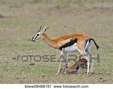 Thomson's gazelle (Eudorcas thomsonii) with newborn fawn, Masai Mara Sanctuary, Kenya, Africa View Large Photo Image Stock Photo - Thomson's gazelle (Eudorcas thomsonii) with newborn fawn, Masai Mara Sanctuary, Kenya, Africa. Fotosearch