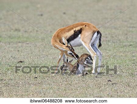 Stock Photo - Thomson's gazelle (Eudorcas thomsonii) with newborn fawn, Masai Mara Sanctuary, Kenya, Africa. Fotosearch