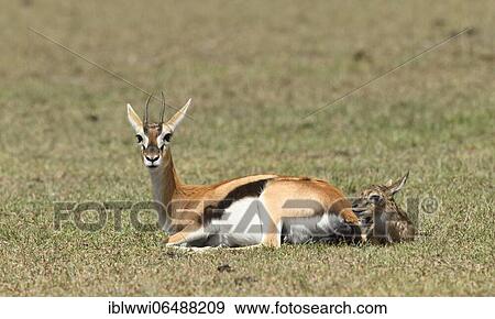 Thomson's gazelle (Eudorcas thomsonii) with newborn fawn, Masai Mara Sanctuary, Kenya, Africa View Large Photo Image Stock Photo - Thomson's gazelle (Eudorcas thomsonii) with newborn fawn, Masai Mara Sanctuary, Kenya, Africa. Fotosearch