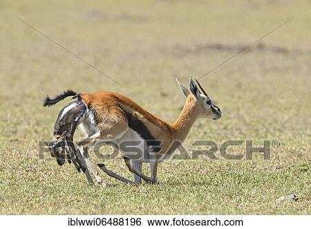 Stock Photograph - Thomson's gazelle (Eudorcas thomsonii), birth, Masai Mara sanctuary, Kenya, Africa. Fotosearch