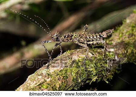 Thorny stick insect (Parectatosoma hystrix), Andasibe National Park, Madagascar, Africa View Large Photo Image Stock Photo - Thorny stick insect (Parectatosoma hystrix), Andasibe National Park, Madagascar, Africa. Fotosearch
