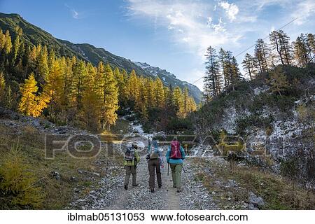 Stock Image - Three hikers on a hiking trail, yellow discoloured larches in autumn, hike to the summit of the Hahnenkampl, Engtal, Karwendel, Tyrol, Austria, Europe. Fotosearch