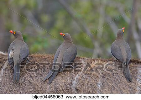 Three red-billed oxpeckers (Buphagus erythrorhynchus), perched on the back of a greater kudu (tragelaphus strepsiceros), Kruger National Park, South Africa, Africa View Large Photo Image Stock Image - Three red-billed oxpeckers (Buphagus erythrorhynchus), perched on the back of a greater kudu (tragelaphus strepsiceros), Kruger National Park, South Africa, Africa. Fotosearch