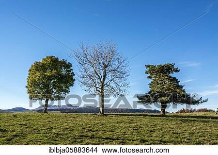 Picture - Three trees in a landscap, Puy de Dome department, Auvergne-Rhone-Alpes, france. Fotosearch