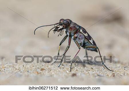 Stock Image - Tiger beetle (Cicindelinae) Biosphere Reserve Mittelelbe, Saxony-Anhalt, Germany, Europe. Fotosearch