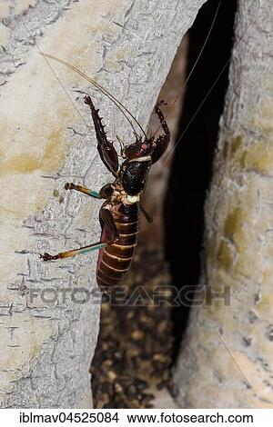 Picture - Tiger cricket (Colossopus grandidieri), Reniala Reserve, Ifaty, Madagascar, Africa. Fotosearch