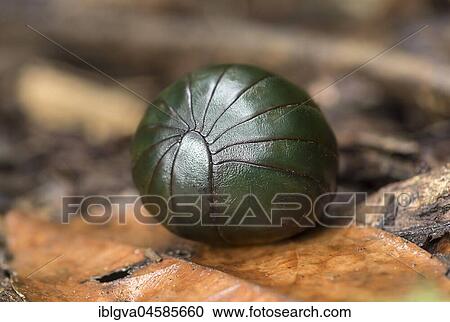 To protect against predators rolled giant pill millipede (Sphaerotheriida), Andasibe National Park, Madagascar, Africa View Large Photo Image Stock Image - To protect against predators rolled giant pill millipede (Sphaerotheriida), Andasibe National Park, Madagascar, Africa. Fotosearch