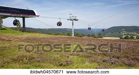 Stock Image - Top station of the Ettelberg cable car, blossoming heathland, Willingen, Rothaargebirge, Sauerland, Hesse, Germany, Europe. Fotosearch