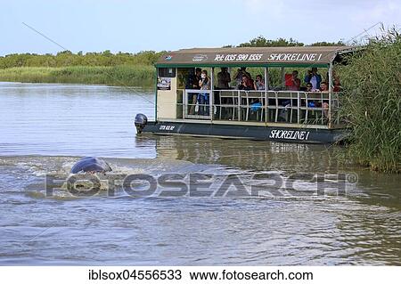 Tourist boat, hippos (Hippopatamus amphibius),, St Lucia, St Lucia Estuary, Isimangaliso Wetland Park, Kwazulu Natal, South Africa, Africa View Large Photo Image Stock Image - Tourist boat, hippos (Hippopatamus amphibius),, St Lucia, St Lucia Estuary, Isimangaliso Wetland Park, Kwazulu Natal, South Africa, Africa. Fotosearch