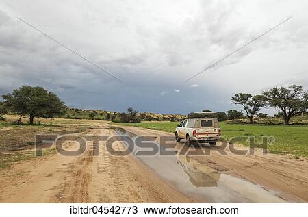 Tourist vehicle during the rainy season in the Aoub riverbed, Kalahari Desert, Kgalagadi Transfrontier Park, South Africa, Africa View Large Photo Image Stock Image - Tourist vehicle during the rainy season in the Aoub riverbed, Kalahari Desert, Kgalagadi Transfrontier Park, South Africa, Africa. Fotosearch