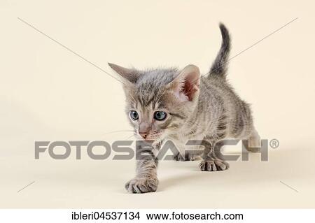 Picture - Toyger (Felis silvestris catus), age 6 weeks, curious, color black tabby mackerel. Fotosearch