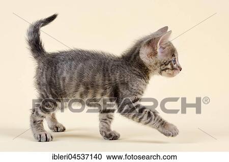 Stock Image - Toyger (Felis silvestris catus), age 6 weeks, color black tabby mackerel. Fotosearch