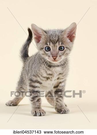 Toyger (Felis silvestris catus), age 6 weeks, color black tabby mackerel View Large Photo Image Stock Image - Toyger (Felis silvestris catus), age 6 weeks, color black tabby mackerel. Fotosearch