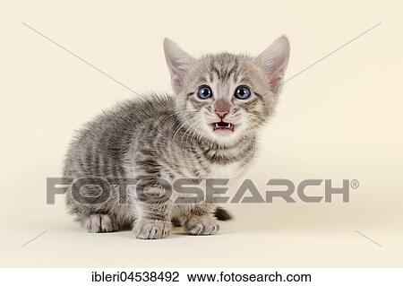Toyger (Felis silvestris catus), age 6 weeks, afraid, color black tabby mackerel View Large Photo Image Stock Image - Toyger (Felis silvestris catus), age 6 weeks, afraid, color black tabby mackerel. Fotosearch
