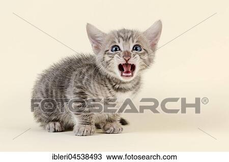 Toyger (Felis silvestris catus), age 6 weeks, meowing, color black tabby mackerel View Large Photo Image Stock Image - Toyger (Felis silvestris catus), age 6 weeks, meowing, color black tabby mackerel. Fotosearch